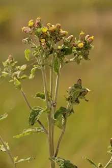 Inula: Ploughman's spikenard