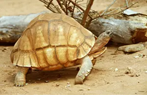 Neck: PLOUGHSHARE TORTOISE - Very rare