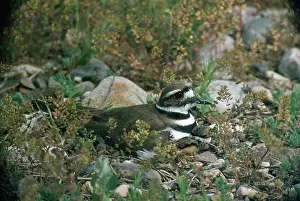 Killdeer: Plover / Killdeer & chick at nest