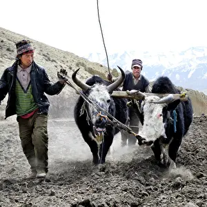 Farmers: Plowing plow pulled by yaks - High Mustang Nepal