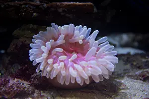Holstein: Plum Anemone