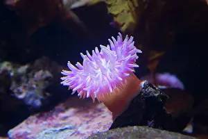 Holstein: Plum Anemone