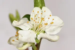 Stamens: Plum Flower