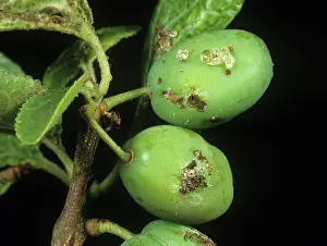 Cydia: Plum fruit moth damage