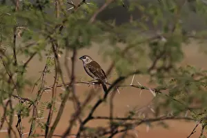 Plum: Plum-headed Finch female