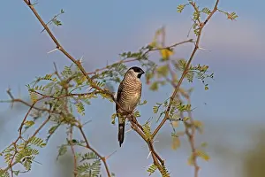 Plum: Plum-headed Finch male