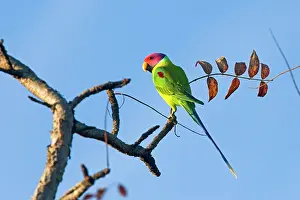 Cyanocephala: Plum-headed Parakeet