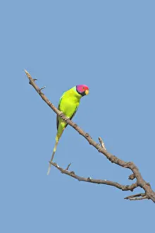 Parakeet: Plum-headed Parakeet