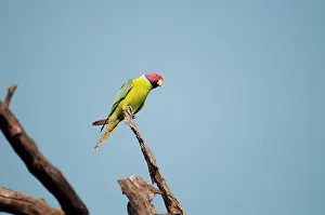 Cyanocephala: Plum-headed parakeet - perched on branch