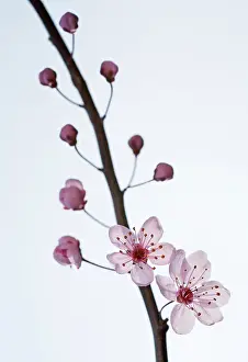 Exquisite: Plum