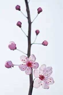 Exquisite: Plum