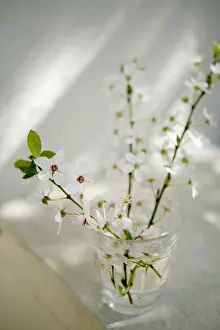 Wildness: Plum