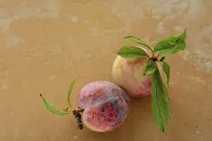 Bach: Plum