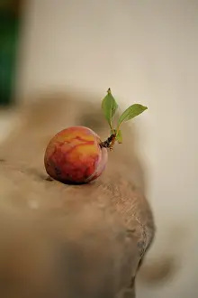 Poise: Plum