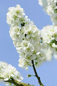 Cluster: Plum, Prunus domestica Blue tit, Cluster of white
