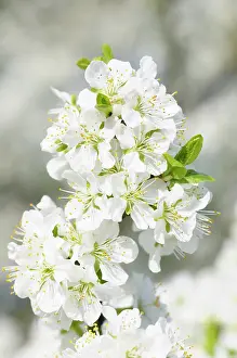 Cluster: Plum, Prunus domestica Blue tit, Cluster of white