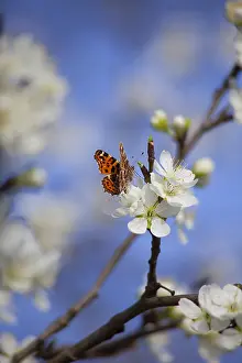Prunus: Plum, Prunus domestica, White flower blossoms growing