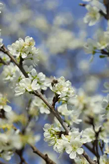Prunus: Plum, Prunus domestica, White flower blossoms growing