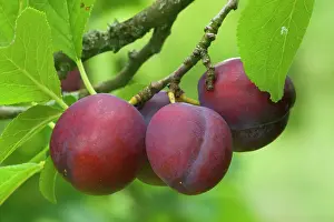 Plums: Plum - ripe Plums hanging on tree