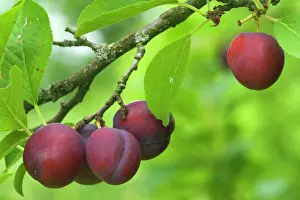 Plums: Plum - ripe Plums hanging on tree