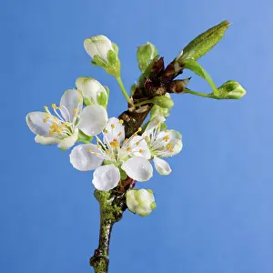 Plums: Plum Tree - blossom