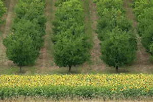 Plums: Plum Trees - with Sunflowers in foreground