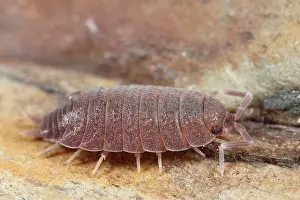 Groningen: Plum Woodlouse