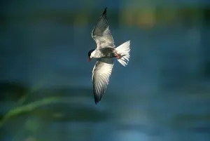 Chlidonias: Plumaged Whiskered Tern - adult in flight