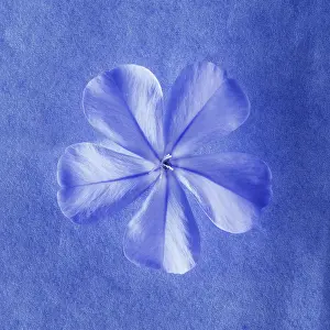 Auriculata: Plumbago