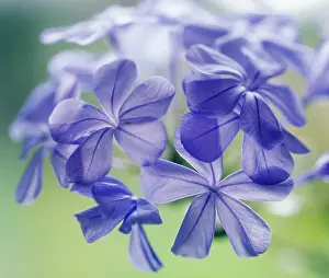 Auriculata: Plumbago