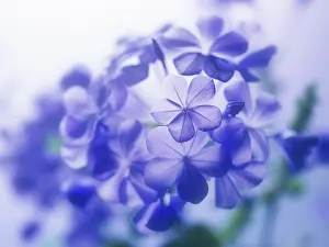 Auriculata: Plumbago