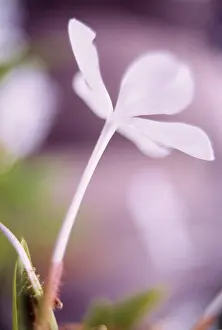 Aloof: Plumbago