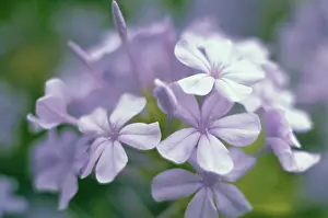 Auriculata: Plumbago