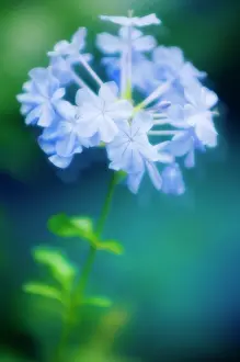 Auriculata: Plumbago