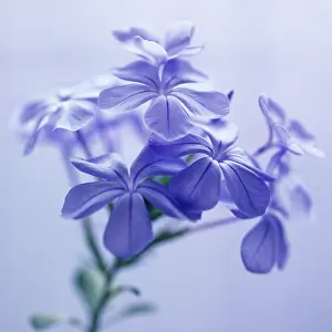 Auriculata: Plumbago