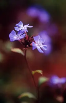 Leadwort: Plumbago