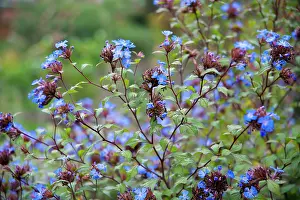 Stems: Plumbago, Ceratostigma willmottianum, Many stems