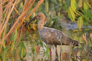 Plumbeous: Plumbeous Ibis