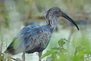 Animais: Plumbeous Ibis