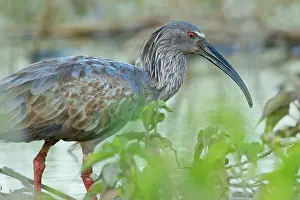 Animais: Plumbeous Ibis