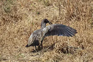 Caerulescens: Plumbeous Ibis