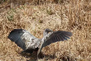 Caerulescens: Plumbeous Ibis