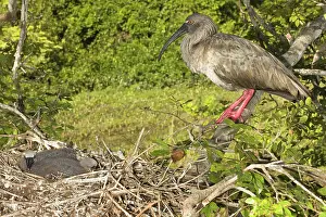 Caerulescens: Plumbeous Ibis at nest with young