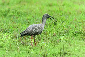 Ibises: Plumbeous Ibis, Pantanal Wetlands, Mato Grosso, Brazil