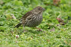 Unicolor: Plumbeous Sierra-Finch