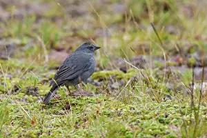 Unicolor: Plumbeous Sierra-Finch (male)