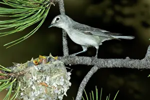 Vireo: Plumbeous Vireo with four chicks in nest
