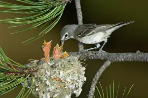 Vireo: Plumbeous Vireo feeding chicks in nest