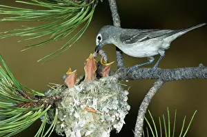 Vireo: Plumbeous Vireo feeding worm to chicks