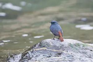 Fuliginosus: Plumbeous Water Redstart